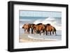 Outer Banks, North Carolina - Horses on Beach - Lantern Press Photography-Lantern Press-Framed Photographic Print