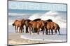 Outer Banks, North Carolina - Horses on Beach - Lantern Press Photography-Lantern Press-Mounted Photographic Print