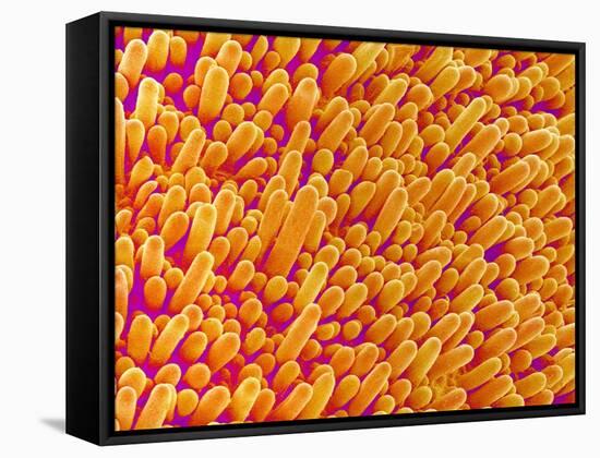 Outer Cells on Petal of Cymbidium Plant-Micro Discovery-Framed Stretched Canvas