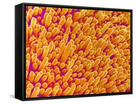 Outer Cells on Petal of Cymbidium Plant-Micro Discovery-Framed Stretched Canvas