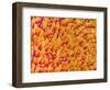 Outer Cells on Petal of Cymbidium Plant-Micro Discovery-Framed Photographic Print