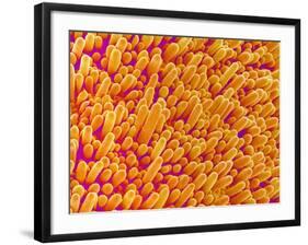 Outer Cells on Petal of Cymbidium Plant-Micro Discovery-Framed Photographic Print