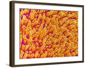 Outer Cells on Petal of Cymbidium Plant-Micro Discovery-Framed Photographic Print