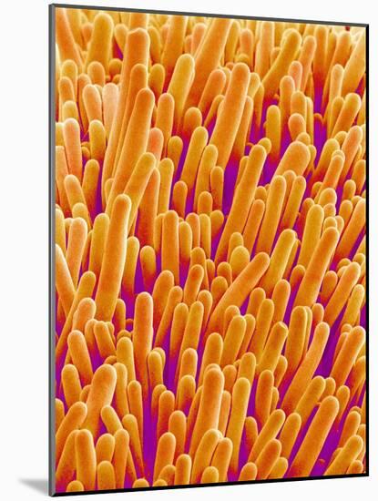 Outer Cells on Petal of Cymbidium Plant-Micro Discovery-Mounted Photographic Print