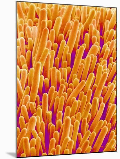 Outer Cells on Petal of Cymbidium Plant-Micro Discovery-Mounted Photographic Print