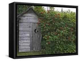Outhouse Built in 1929 Surrounded by Blooming Elderberrys, Homer, Alaska, USA-Dennis Flaherty-Framed Stretched Canvas
