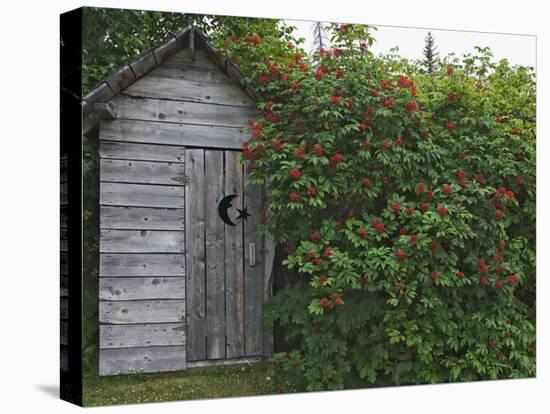 Outhouse Built in 1929 Surrounded by Blooming Elderberrys, Homer, Alaska, USA-Dennis Flaherty-Stretched Canvas