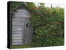 Outhouse Built in 1929 Surrounded by Blooming Elderberrys, Homer, Alaska, USA-Dennis Flaherty-Stretched Canvas