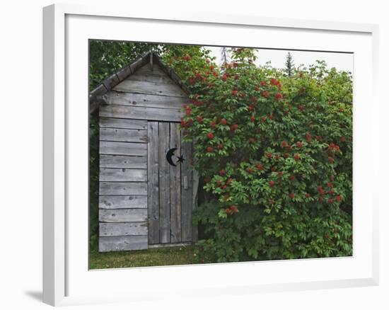 Outhouse Built in 1929 Surrounded by Blooming Elderberrys, Homer, Alaska, USA-Dennis Flaherty-Framed Photographic Print