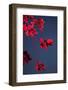 Outside, sky, night, branch-Nora Frei-Framed Photographic Print