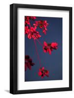 Outside, sky, night, branch-Nora Frei-Framed Photographic Print