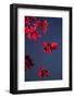Outside, sky, night, branch-Nora Frei-Framed Photographic Print