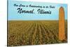 Outstanding Corn, Normal, Illinois-null-Stretched Canvas