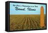 Outstanding Corn, Normal, Illinois-null-Framed Stretched Canvas