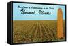 Outstanding Corn, Normal, Illinois-null-Framed Stretched Canvas