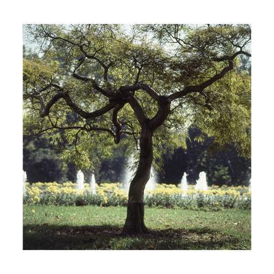 https://imgc.allpostersimages.com/img/posters/outtake-tree-in-the-jacqueline-kennedy-garden_u-L-PYSDT80.jpg?artPerspective=n
