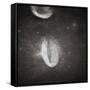 Oval Crater on the Moon-null-Framed Stretched Canvas