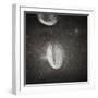 Oval Crater on the Moon-null-Framed Photographic Print