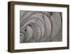 Oval Fractals IV-Dana Styber-Framed Photographic Print