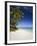 Ovalau Island Tropical Beach Scene with Palm Trees-null-Framed Photographic Print