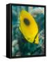 Ovalspot Butterflyfish (Chaetodon Speculum), Cairns, Queensland, Australia, Pacific-Louise Murray-Framed Stretched Canvas