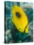 Ovalspot Butterflyfish (Chaetodon Speculum), Cairns, Queensland, Australia, Pacific-Louise Murray-Stretched Canvas