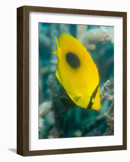 Ovalspot Butterflyfish (Chaetodon Speculum), Cairns, Queensland, Australia, Pacific-Louise Murray-Framed Photographic Print