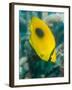 Ovalspot Butterflyfish (Chaetodon Speculum), Cairns, Queensland, Australia, Pacific-Louise Murray-Framed Photographic Print