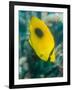 Ovalspot Butterflyfish (Chaetodon Speculum), Cairns, Queensland, Australia, Pacific-Louise Murray-Framed Photographic Print