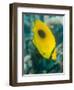 Ovalspot Butterflyfish (Chaetodon Speculum), Cairns, Queensland, Australia, Pacific-Louise Murray-Framed Photographic Print