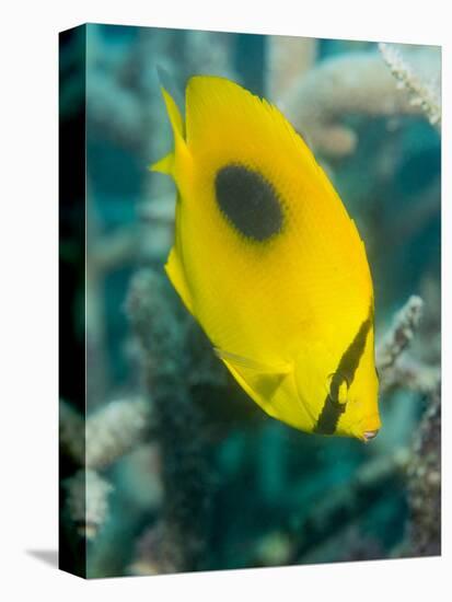 Ovalspot Butterflyfish (Chaetodon Speculum), Cairns, Queensland, Australia, Pacific-Louise Murray-Stretched Canvas