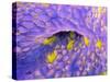 Ovarian Cancer Cells-P.m. Motta-Stretched Canvas