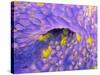 Ovarian Cancer Cells-P.m. Motta-Stretched Canvas