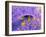 Ovarian Cancer Cells-P.m. Motta-Framed Photographic Print