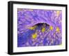 Ovarian Cancer Cells-P.m. Motta-Framed Photographic Print