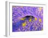 Ovarian Cancer Cells-P.m. Motta-Framed Photographic Print