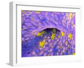 Ovarian Cancer Cells-P.m. Motta-Framed Photographic Print