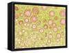 Ovarian Follicles, Light Micrograph-Steve Gschmeissner-Framed Stretched Canvas