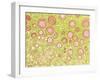 Ovarian Follicles, Light Micrograph-Steve Gschmeissner-Framed Photographic Print