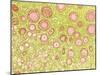 Ovarian Follicles, Light Micrograph-Steve Gschmeissner-Mounted Photographic Print