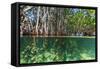 Over and under Shot of Mangrove Roots in Tampa Bay, Florida-James White-Framed Stretched Canvas