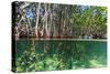 Over and under Shot of Mangrove Roots in Tampa Bay, Florida-James White-Stretched Canvas