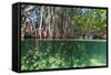 Over and under Shot of Mangrove Roots in Tampa Bay, Florida-James White-Framed Stretched Canvas