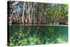 Over and under Shot of Mangrove Roots in Tampa Bay, Florida-James White-Stretched Canvas