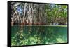 Over and under Shot of Mangrove Roots in Tampa Bay, Florida-James White-Framed Stretched Canvas