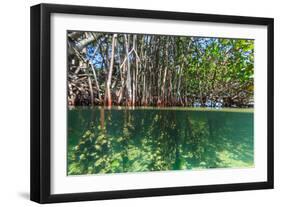 Over and under Shot of Mangrove Roots in Tampa Bay, Florida-James White-Framed Photographic Print