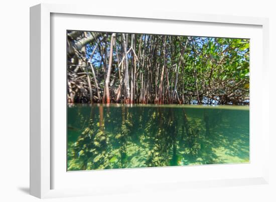 Over and under Shot of Mangrove Roots in Tampa Bay, Florida-James White-Framed Photographic Print