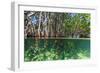 Over and under Shot of Mangrove Roots in Tampa Bay, Florida-James White-Framed Photographic Print