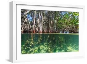 Over and under Shot of Mangrove Roots in Tampa Bay, Florida-James White-Framed Photographic Print