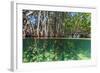 Over and under Shot of Mangrove Roots in Tampa Bay, Florida-James White-Framed Photographic Print